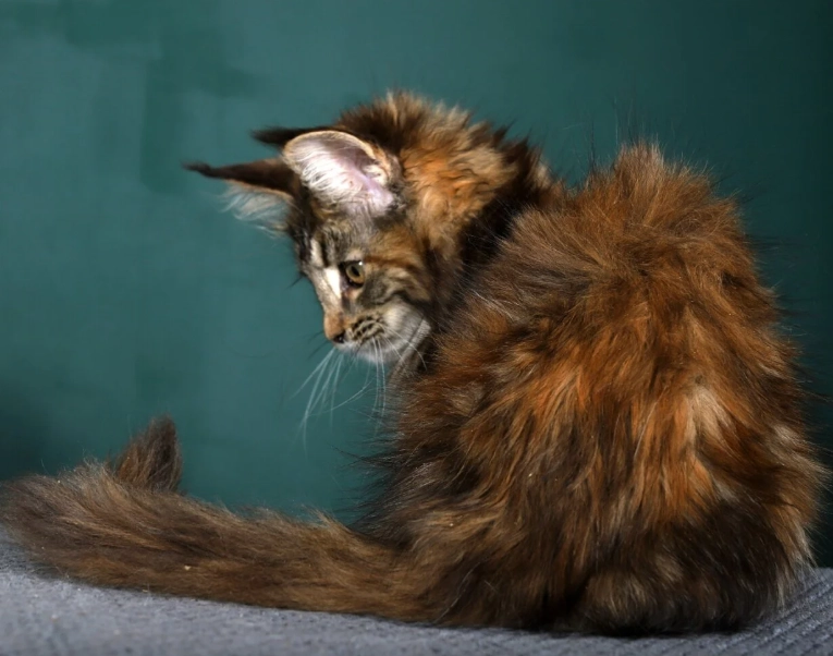how long do Maine Coon cats live