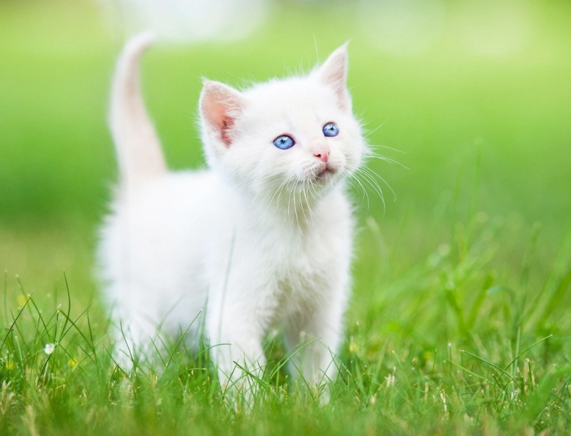 White Cat Kitten Care Guide: Tips for a Healthy, Happy Feline
