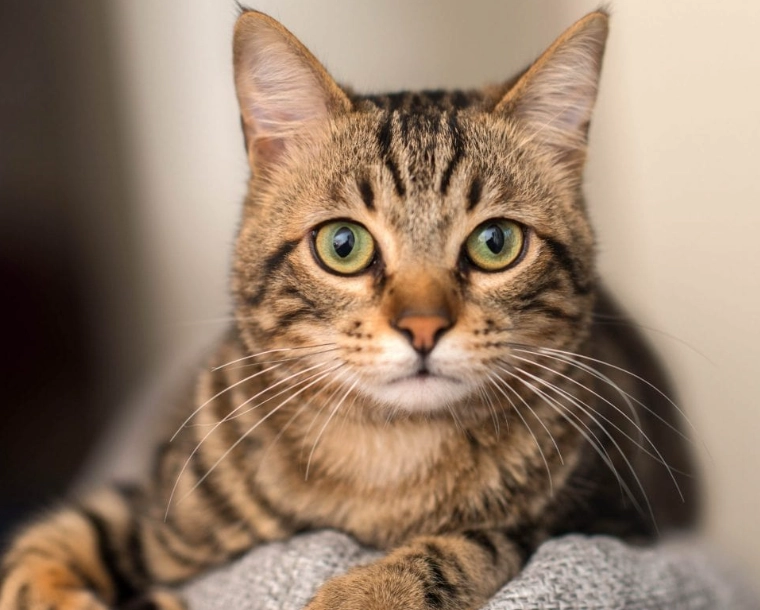 light brown cat health