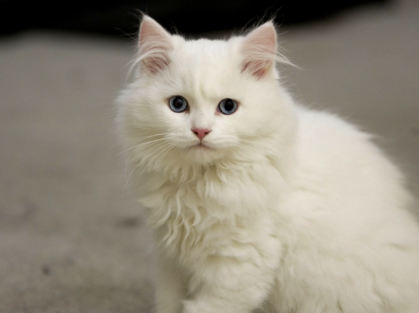 white cat types white cat types