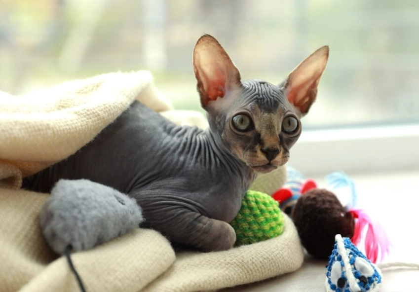 Sphynx kitten cost