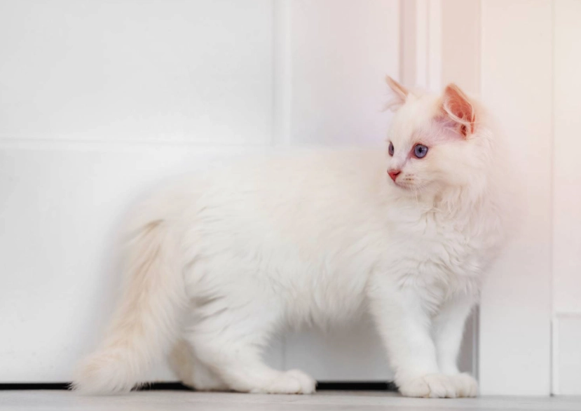 caring for white cats