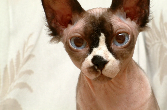 hairless cat skin care