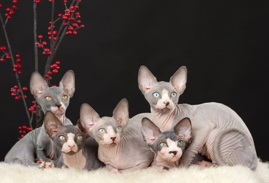 sphynx cat smell sphynx cat smell