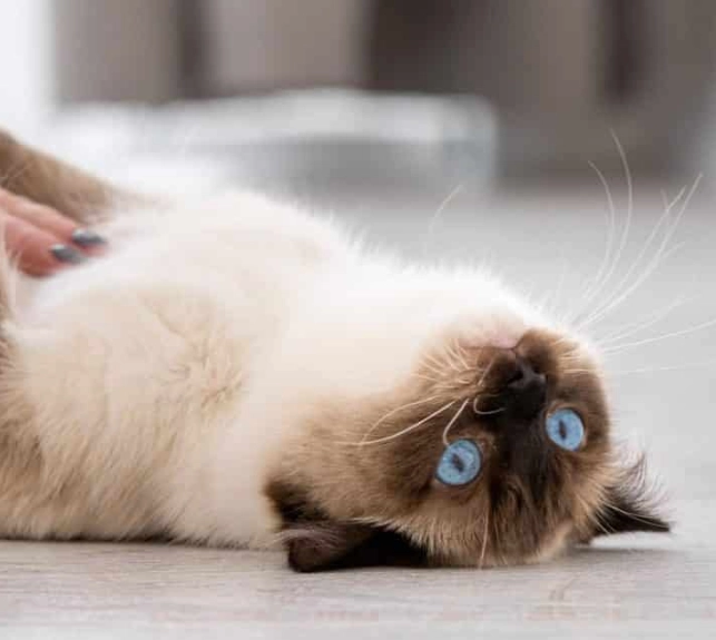 ragdoll cat problems