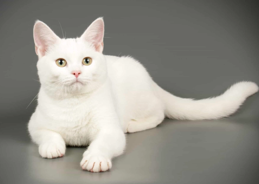 white cat breeds white cat breeds