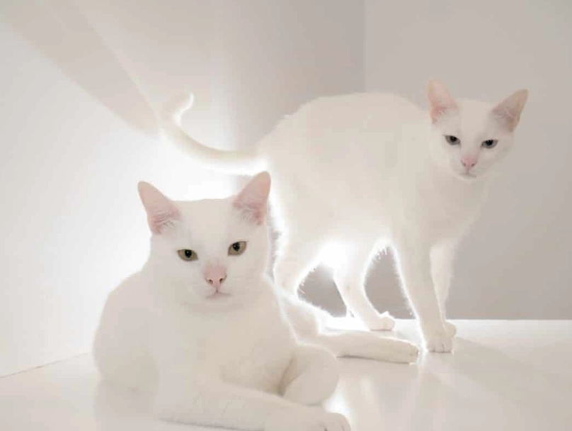 white cat deafness