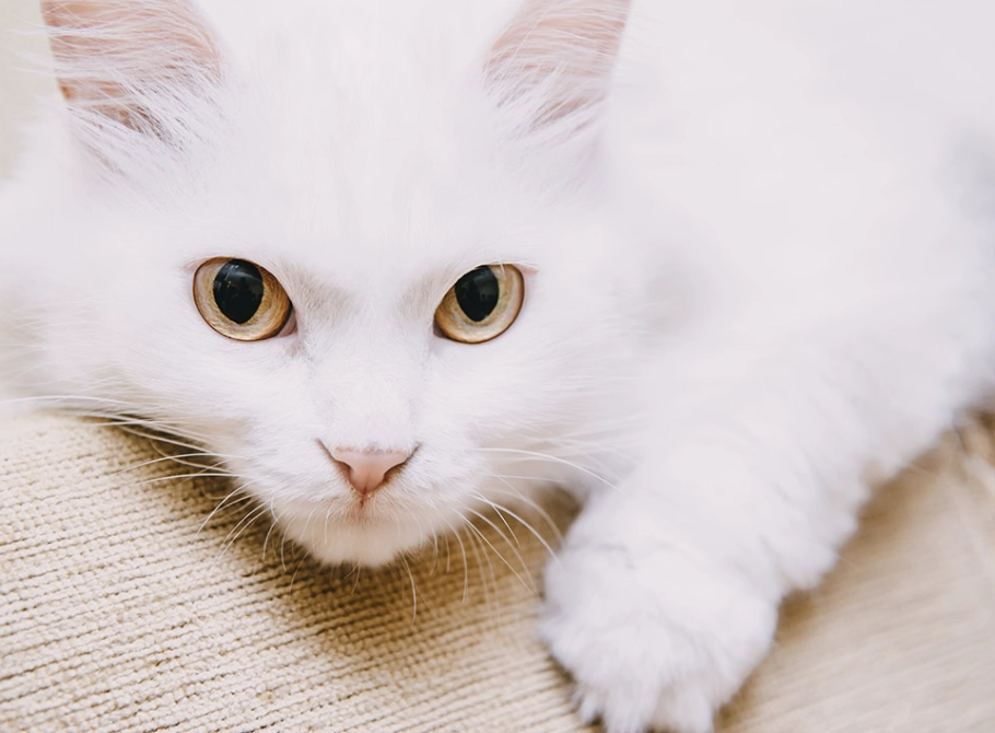 white cat kitten care white cat kitten care