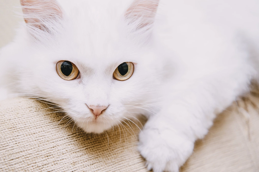 all-white cat breeds all-white cat breeds
