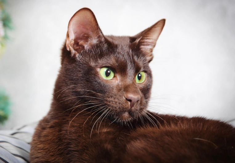 light brown cat care