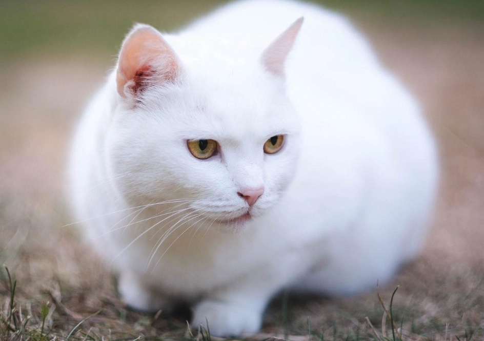 white cat with blue eyes