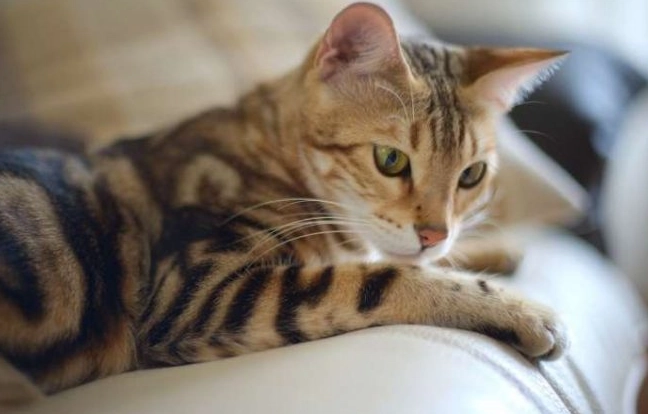 bengal cat marble pattern