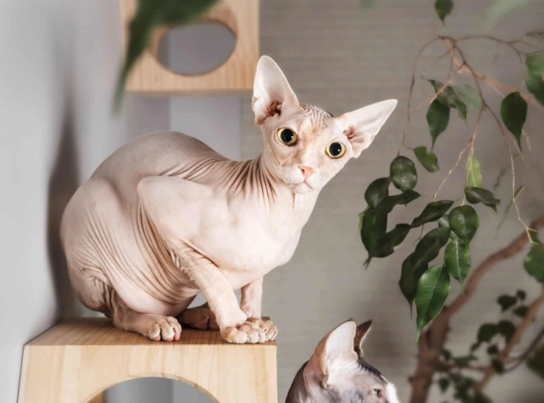 Sphynx cat grooming