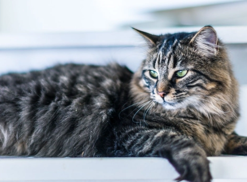 how long do Maine Coon cats live