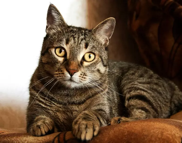 light brown cat breeds