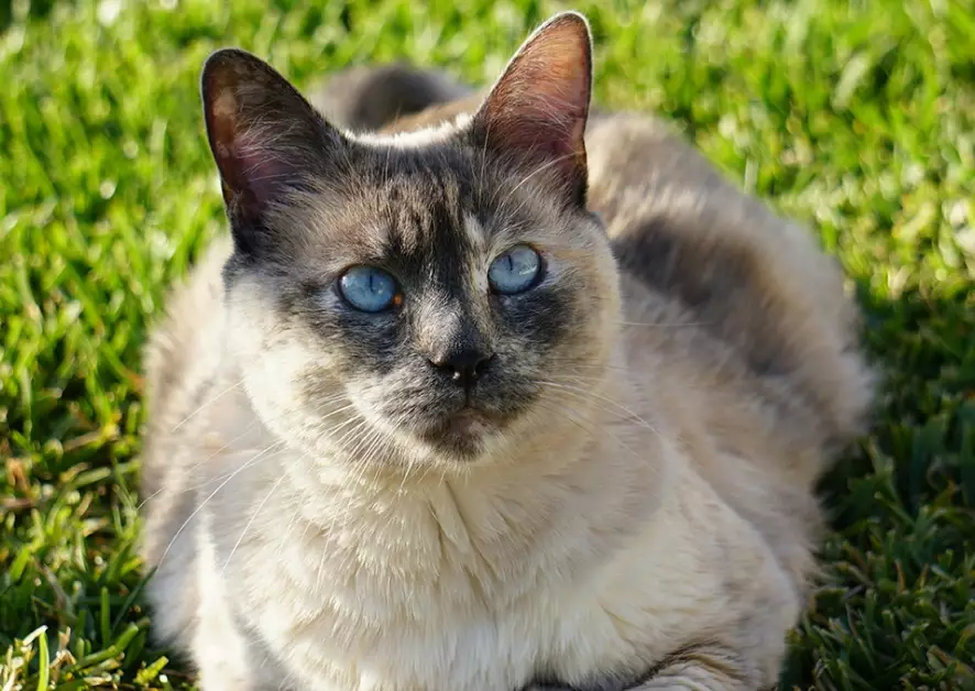 How much would a Siamese cat cost?