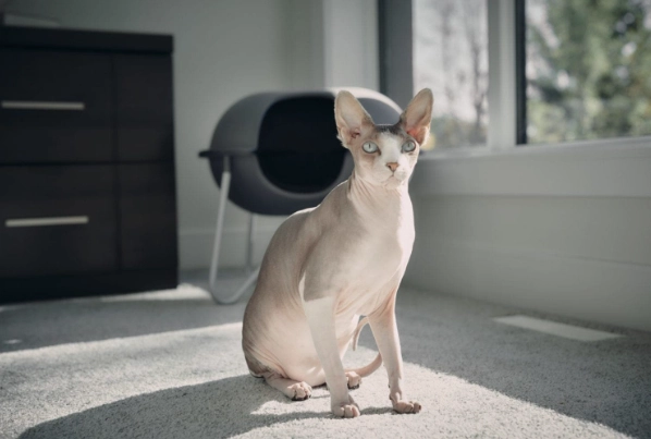 hairless cat grooming hairless cat grooming