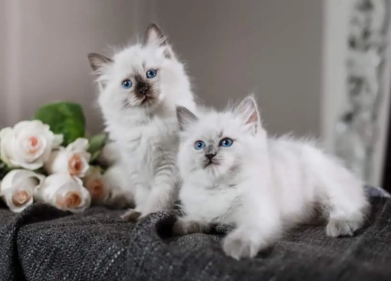 Ragdoll cat characteristics