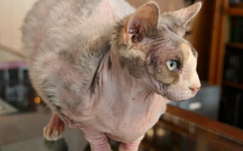 hairless cat care hairless cat care