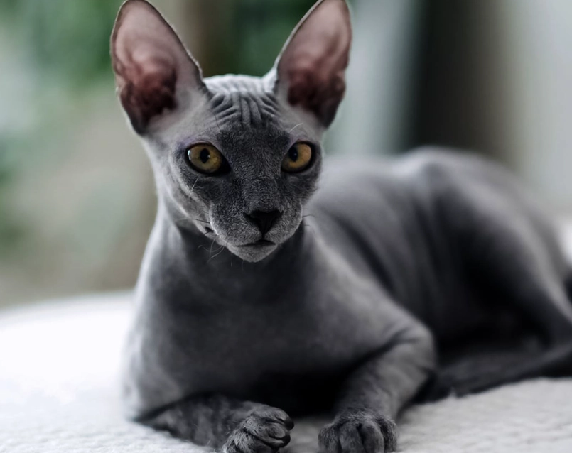 Sphynx cat with hair