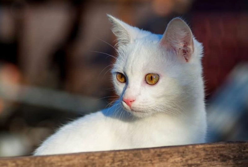 white cat genetics