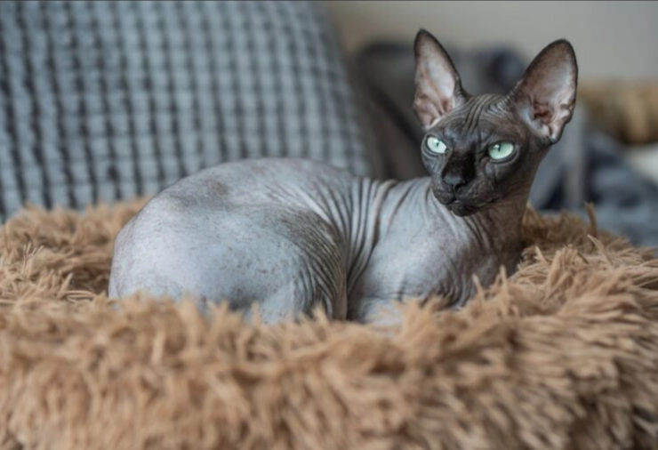 hairless cat health