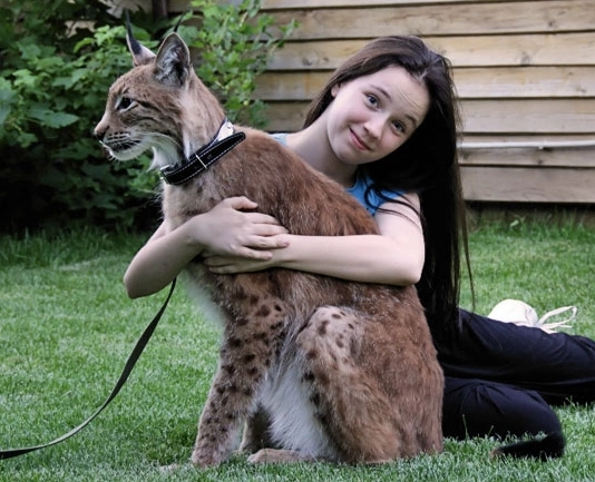 pet lynx