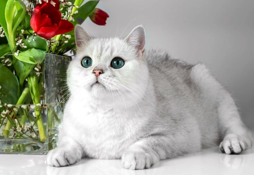 shorthair white cat