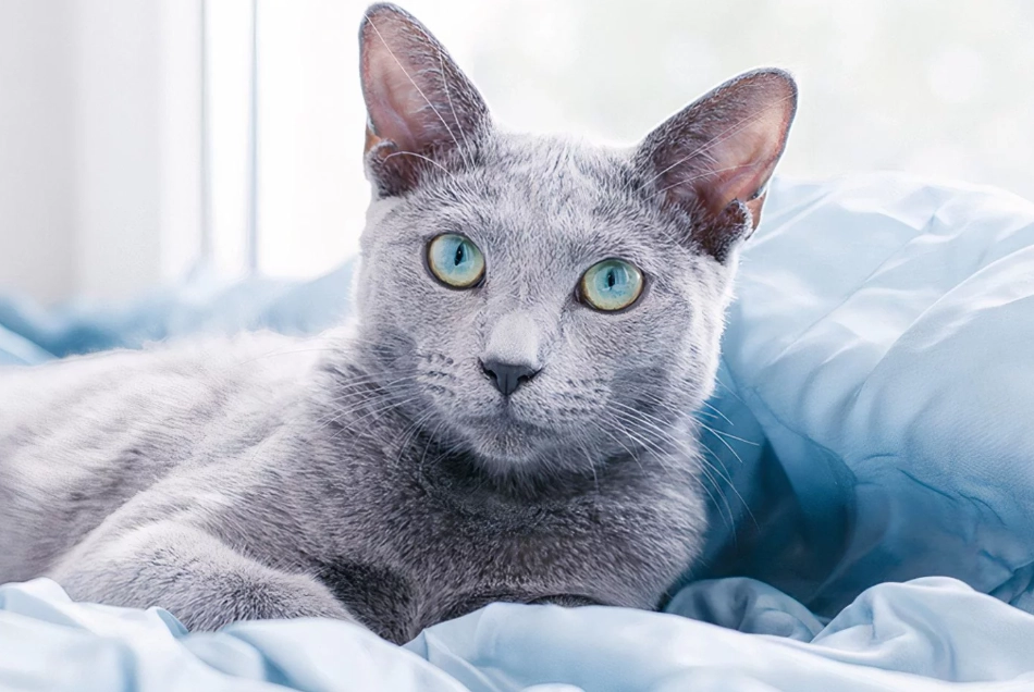 How rare are blue cats?