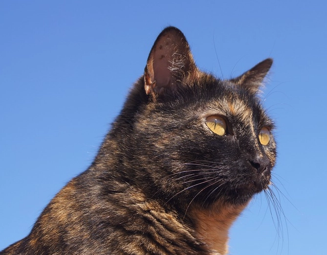 tortoiseshell cat price