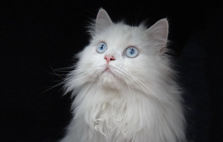 white cat personality