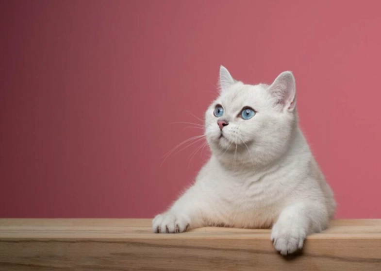 White cat Shorthair