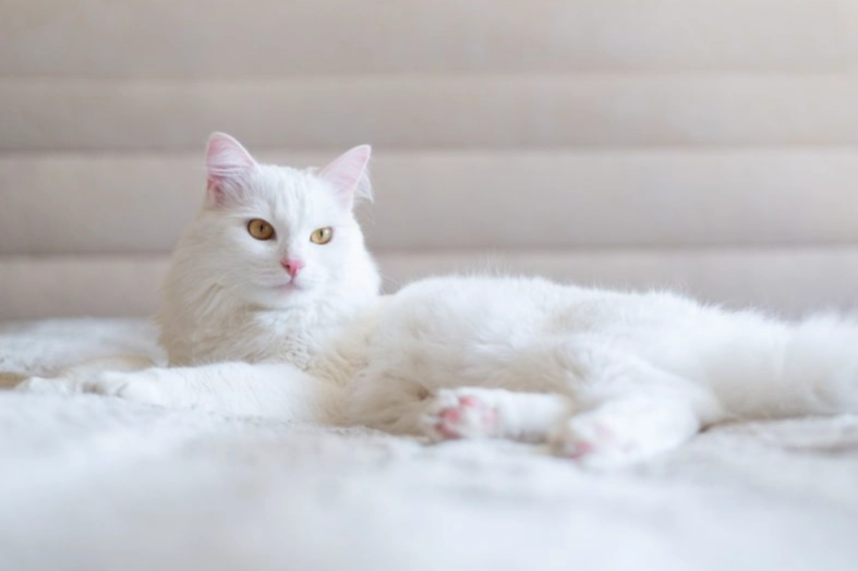 white cat care