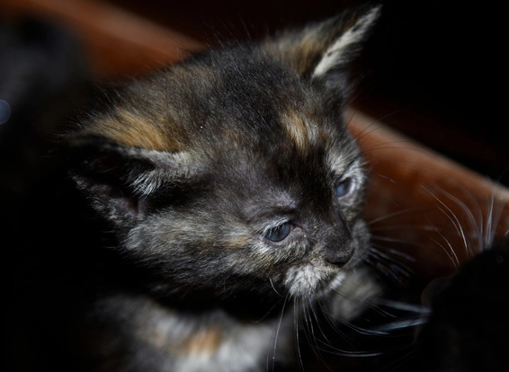 expensive tortoiseshell cat