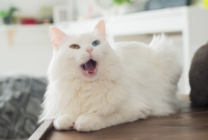 What's so special about white cats?