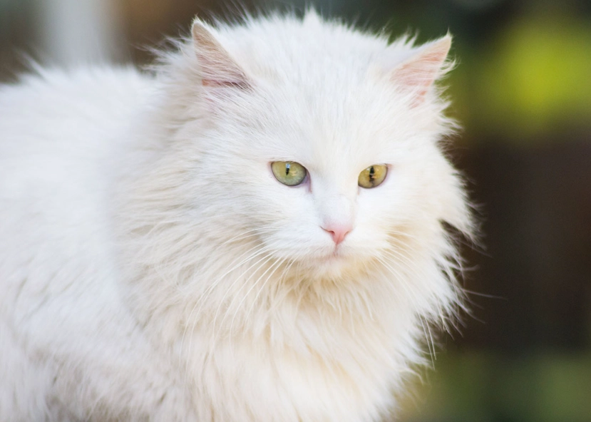 white cat breeds