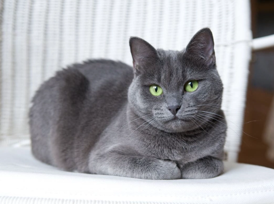 how rare are blue cats how rare are blue cats