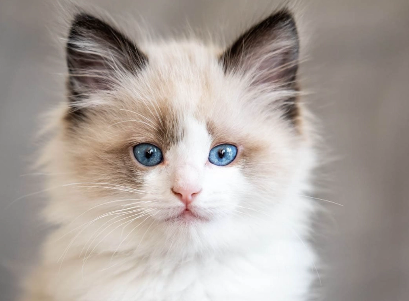 Ragdoll cat characteristics