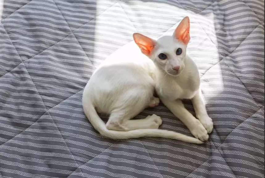 white cat shorthair