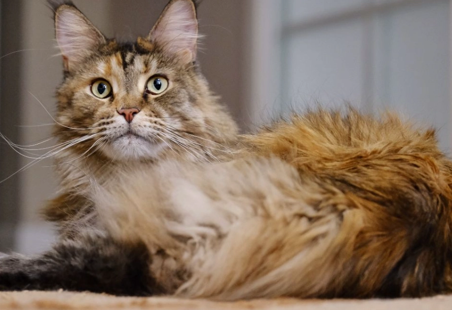 What is the lifespan of a Maine Coon cat?