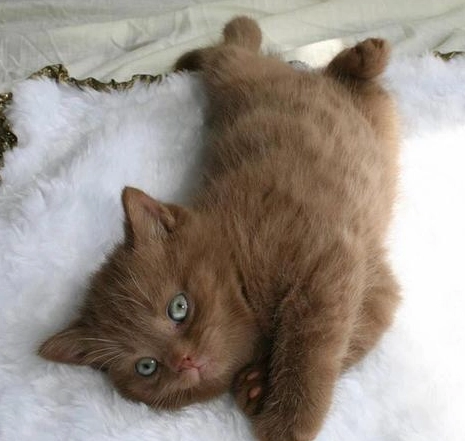 light brown cat care