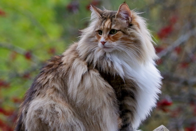 large cat breeds