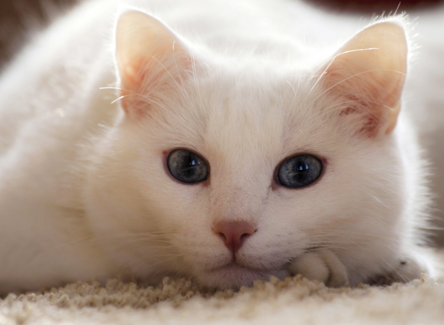 white cat breeds white cat breeds