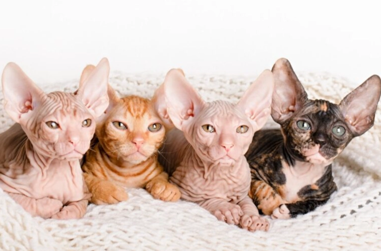 Sphynx cat lifespan