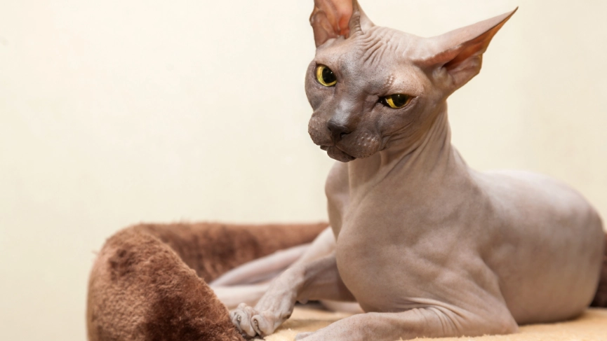 sphynx cat odor sphynx cat odor