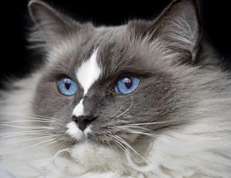 What are cons about Ragdoll cats?