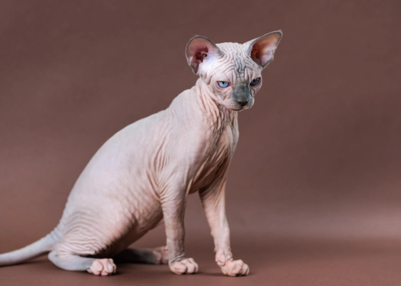 buy hairless cat