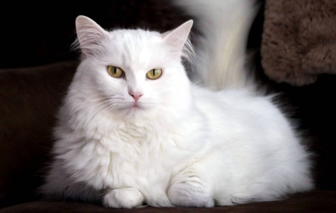 Are Angora cats rare?