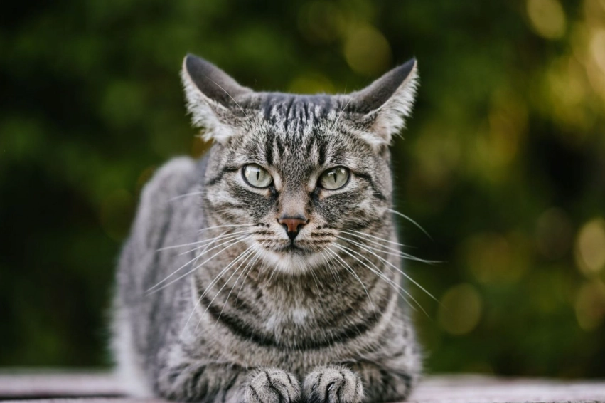 grey tabby cat personality
