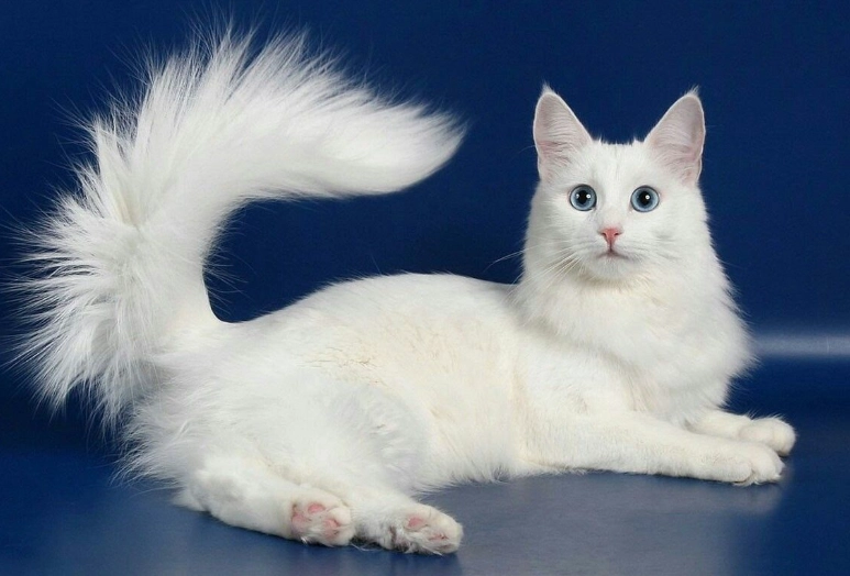 Turkish Angora cat price Turkish Angora cat price